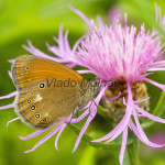 Coenonympha glycerion - Očkáň traslicový IMG_0556