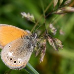 Coenonympha glycerion - Očkáň traslicový IMG_7125