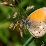 Coenonympha glycerion - Očkáň traslicový IMG_7126