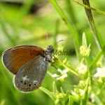 Coenonympha glycerion - Očkáň traslicový IMG_7147