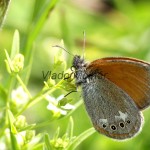 Coenonympha glycerion - Očkáň traslicový IMG_7148