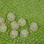 Colocasia coryli - Mramorovka sivá 13_18-18