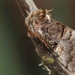 Colocasia coryli - Mramorovka sivá 155208