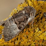 Colocasia coryli - Mramorovka sivá 17-06-03