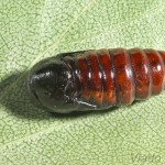  Colocasia coryli - Mramorovka sivá 18-15-58.jpg