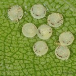 Colocasia coryli - Mramorovka sivá 18-24-44
