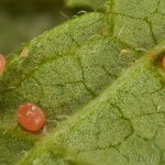 Colostygia pectinataria - Piadivka hluchavková 16-21-17