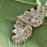 Colostygia pectinataria - Piadivka hluchavková 161226