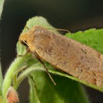 Conistra erythrocephala - Mora červenohlavá 19-47-32