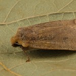 Conistra erythrocephala - Mora červenohlavá 211057