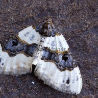 Cosmorhoe ocellata - Piadivka očkatá 175343u