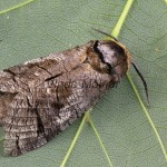 Cossus cossus - Drevotoč obyčajný 160647