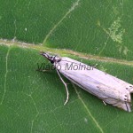 Crambus lathoniellus cf - Trávovec lúčny 234443