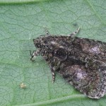 Cryphia algae - Lišajníkovka lipová 124608
