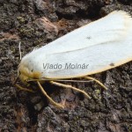 Cybosia mesomella - Lišajníkovec belavý 190127