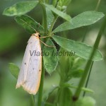 Cybosia mesomella - Lišajníkovec belavý IMG_6084