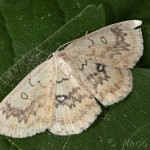 Cyclophora annularia - Piadica javorová 17-49-38