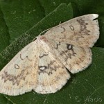 Cyclophora annularia - Piadica javorová 17-49-38