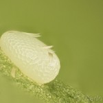 Cyclophora annularia - Piadica javorová 17-52-35v