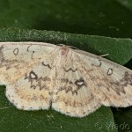 Cyclophora annularia - Piadica javorová 17-52-52