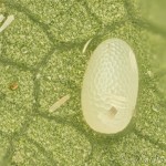Cyclophora annularia - Piadica javorová 17-59-15v