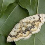 Cyclophora annularia - Piadica javorová 182116