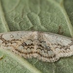 Cyclophora annularia - Piadica javorová 19-07-43