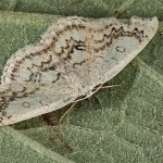 Cyclophora annularia - Piadica javorová 19-09-23