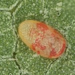 Cyclophora annularia - Piadica javorová 19-47-40v