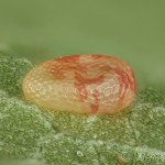 Cyclophora annularia - Piadica javorová 20-05-45v