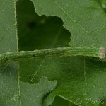 Cyclophora annularia - Piadica javorová 22-12-33
