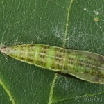 Cyclophora annularia - Piadica javorová 22-14-00