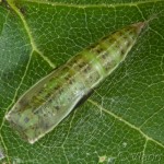 Cyclophora annularia - Piadica javorová 22-16-08