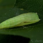 Cyclophora annularia - Piadica javorová 22-17-41