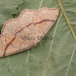 Cyclophora punctaria - Piadica dubová 082606