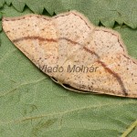 Cyclophora punctaria - Piadica dubová 082958