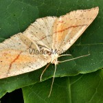 Cyclophora punctaria - Piadica dubová 113628