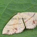 Cyclophora punctaria - Piadica dubová 183359