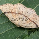 Cyclophora punctaria - Piadica dubová 204744