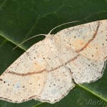 Cyclophora punctaria - Piadica dubová 21-18-57