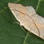 Cyclophora punctaria - Piadica dubová 21-20-49