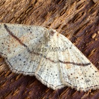 Cyclophora punctaria - Piadica dubová 212219