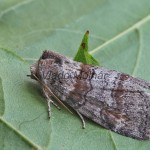 Cymatophorina diluta - Môrka dubinová 210529