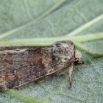 Cymatophorina diluta - Môrka dubinová 4970-4984