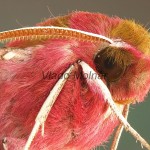 Deilephila porcellus - Lišaj vrbicový 120842