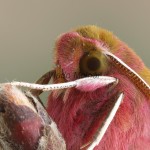 Deilephila porcellus - Lišaj vrbicový 173307