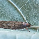 Depressaria albipunctella - Ploskáč bielobodý 173647