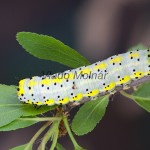 Diloba caeruleocephala - Mramorovka modrohlavá 124700