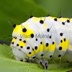 Diloba caeruleocephala - Mramorovka modrohlavá 164650
