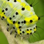 Diloba caeruleocephala - Mramorovka modrohlavá 171542